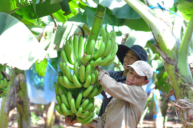 Chuoi nhinh gia, nong dan Dong Nai thoat lo hinh anh 1