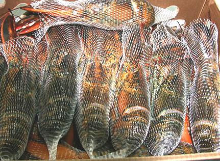 Tôm hùm Canada đông lạnh đang được rao bán với giá chỉ từ 450.000-650.000 đồng/kg