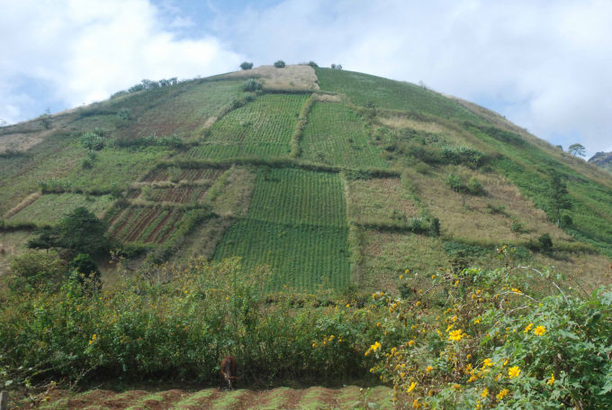 Cả đồi hoa dã quỳ chỉ còn một ít hoa.