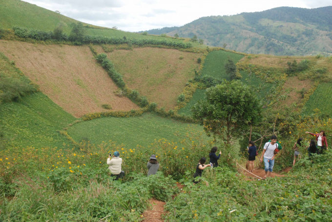 Hoa rất ít và đã lụi tàn.