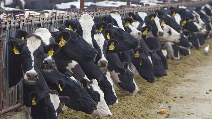 Phân bò sắp trở thành đầu vào để tạo ra nhiên liệu cho xe hơi.