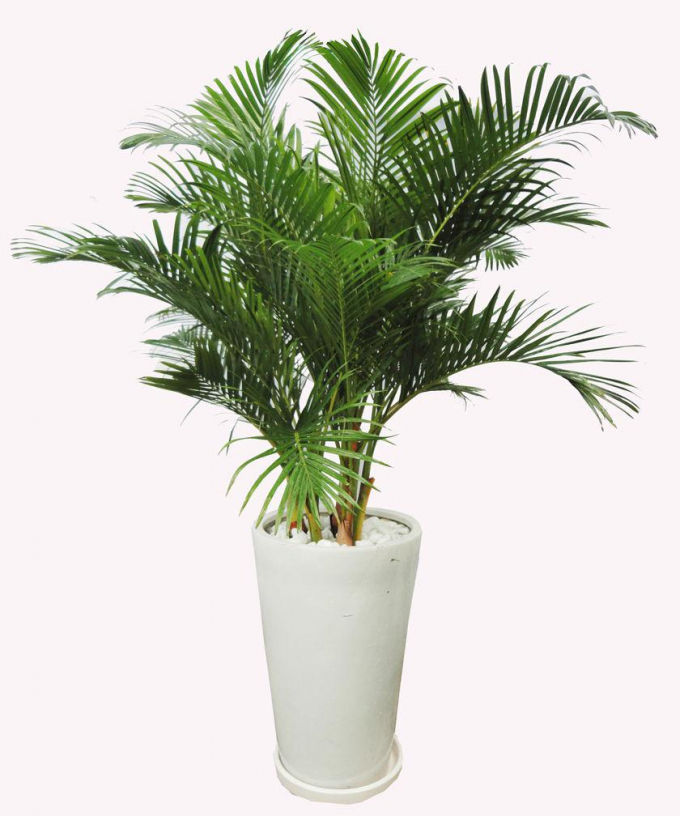 Trồng cây dừa cảnh trước nhà để thần tài luôn gõ cửa vào năm mới