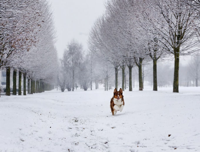   Một con chó vui đùa trong tuyết ở Frankfurt, Đức.  