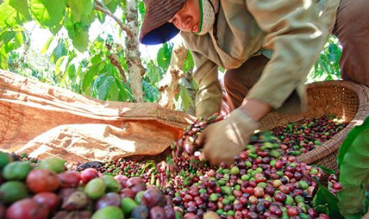 Giá cà phê hôm nay 12/12 lại tiếp tục sụt giảm.