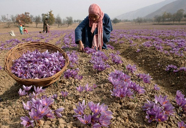 Saffron có gì đặc biệt mà đắt đỏ như vàng?