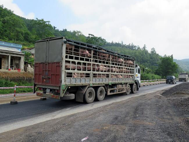 Lượng xe heo tại các cửa khẩu biên giới Việt Nam - Trung Quốc tăng liên tục trong những ngày qua.