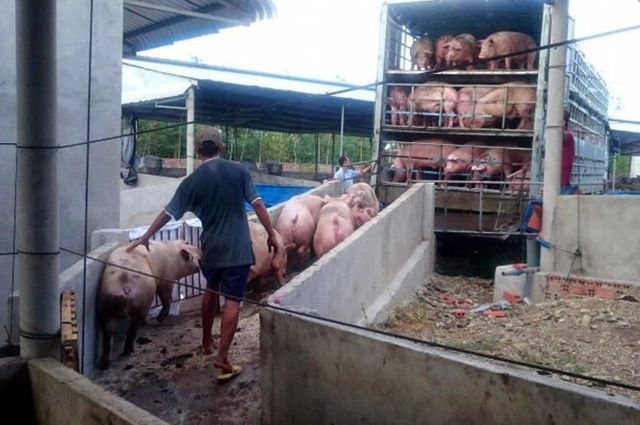 Giá heo hôm nay tại các tỉnh phía Nam có dấu hiệu tăng.