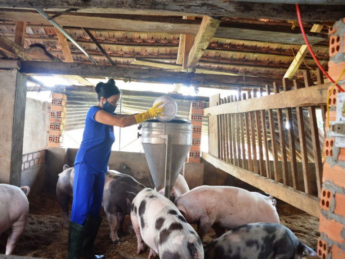 Nhiều hộ nuôi heo vẫn kỳ vọng giá tăng cao vào dịp tết Nguyên đán.