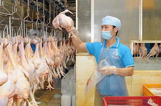 Lần đầu tiên có doanh nghiệp xuất khẩu thịt gà sang Nhật Bản.