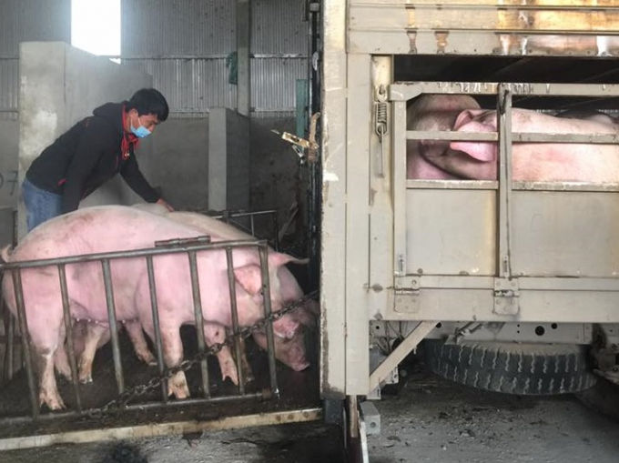 Đà tăng giá heo bắt đầu xuất hiện tại các tỉnh phía Nam.