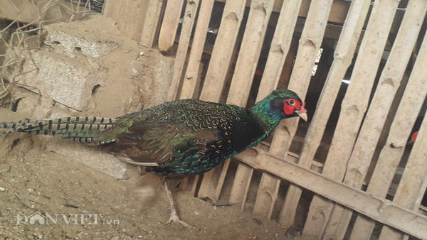 Cận cảnh một con chim trĩ xanh đặc sản đang được nuôi tại trang trại của gia đình bà Lành.