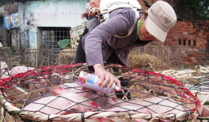 Giá heo hôm nay 29/12 vẫn chưa có đột biến.