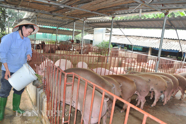 Công nhân chăm sóc đàn heo sạch tại trang trại của bà Liên ở huyện Sóc Sơn (Hà Nội).