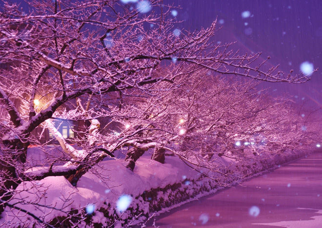 Người dân Nhật ngỡ ngàng chiêm ngưỡng những bông 'hoa anh đào' băng tuyết trong thời tiết lạnh giá kéo dài