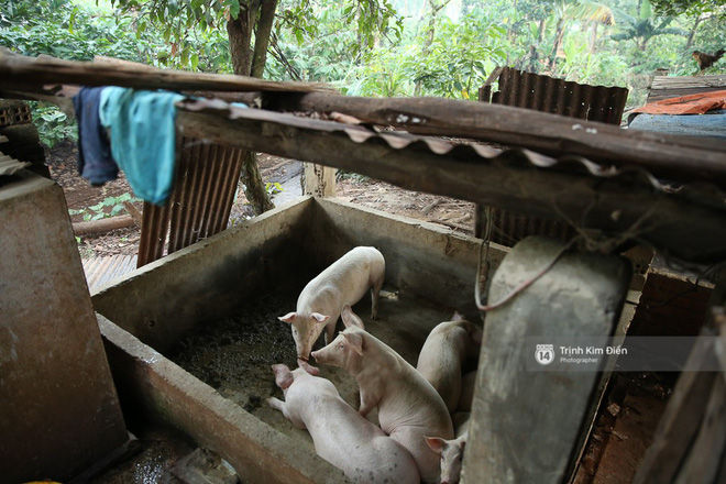 Chuồng heo ngay bên hông ngôi nhà.