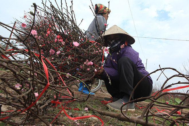 Đây là những cành đào đầu tiên được bán của gia đình nhà bà Hoa. Bà cho biết, hoa đào năm nay không đẹp, nở đúng đợt rét đậm, cánh mỏng, ít hoa nhưng giá lại cao vì có một nghịch lý là cứ năm nào được mùa, đào lại rẻ, mất mùa, đào lại đắt.