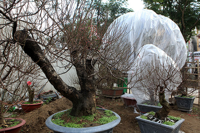 Trên đường Lạc Long Quân (Tây Hồ, Hà Nội), một số nhà vườn đã trưng bày những cây đào “khủng”, đào già đặt trong chậu. Trong tiết trời giá lạnh, đào được bọc túi nilon để ủ ấm.