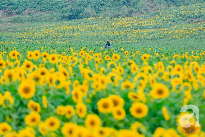 Nhìn đâu cũng thấy hoa, như thung lũng trong phim 