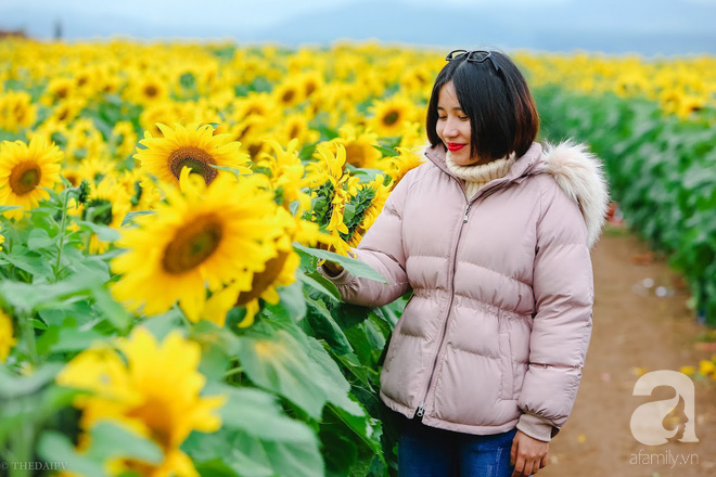 Ngắm cánh đồng hoa hướng dương bạt ngàn hút mắt, vàng rực kiêu hãnh trong cơn mưa đầu xuân