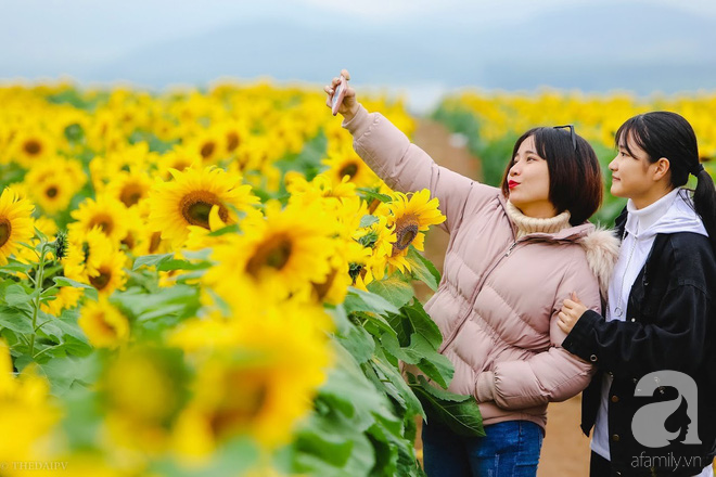 Những cô gái trẻ cũng lưu giữ thanh xuân ở đây bên loài hoa đầy sức sống.