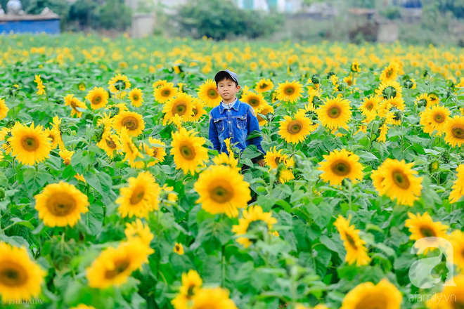 Ngắm cánh đồng hoa hướng dương bạt ngàn hút mắt, vàng rực kiêu hãnh trong cơn mưa đầu xuân