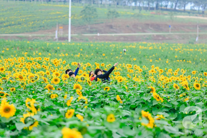 Giơ đại máy ảnh lên ở góc nào cũng ngập tràn sắc vàng, đảm bảo không đụng hàng, không có ảnh xấu!