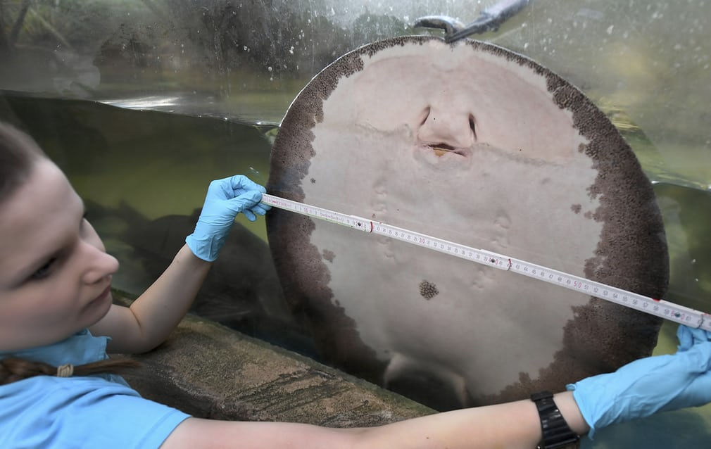   Một nhân viên đang đo kích thước một con cá đuối ở trung tâm bảo tồn tự nhiên học thuộc bang Hanover, Đức. Ảnh: Holger Hollemann / AP  