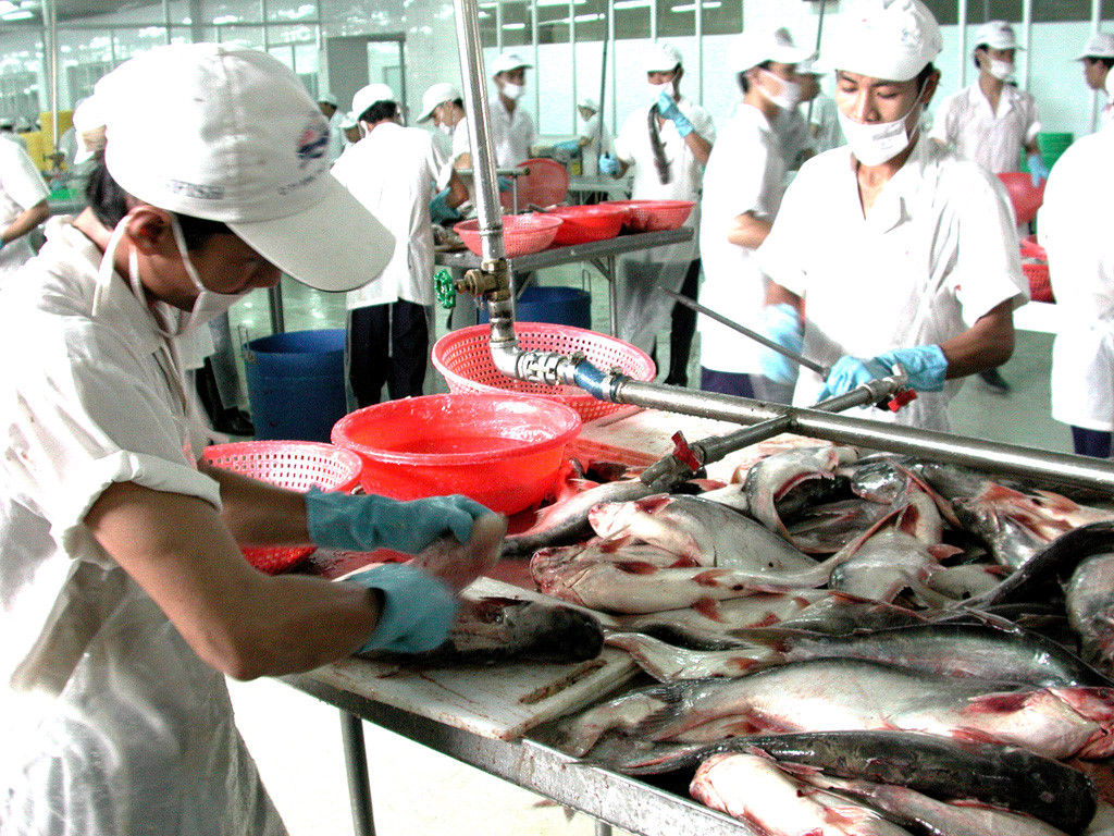 Mỹ liên tục áp thuế chống bán phá giá với cá tra và basa của Việt Nam.
