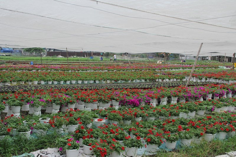 TP.HCM: Nhà vườn tất bật chăm sóc hoa cảnh phục vụ Tết Nguyên đán 2018
