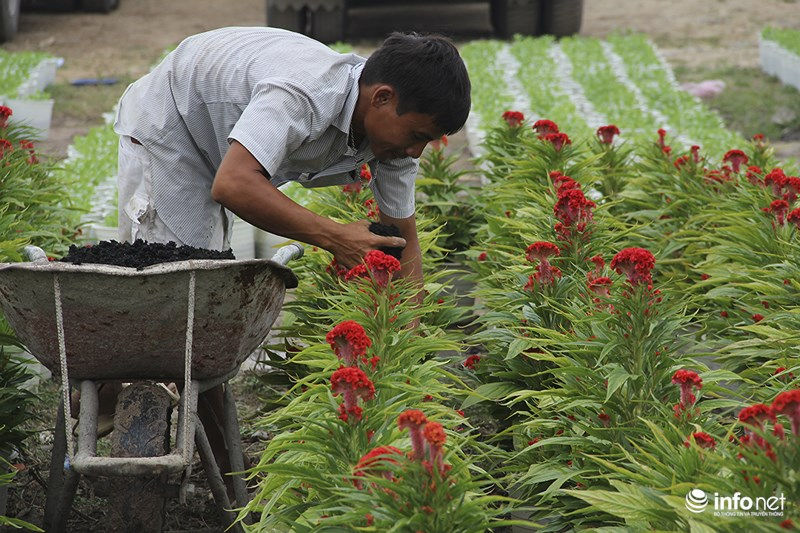 TP.HCM: Nhà vườn tất bật chăm sóc hoa cảnh phục vụ Tết Nguyên đán 2018