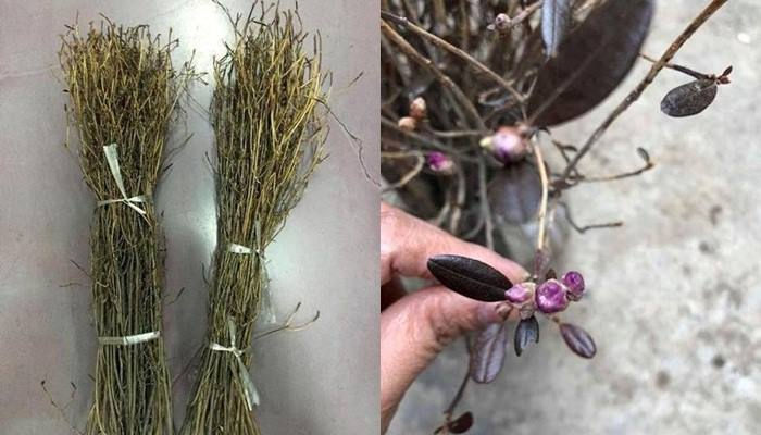 Hoa đỗ quyên khô hoàn toàn có thể nở hoa bình thường nhờ công nghệ sấy hiện đại. Nguồn: VTC News