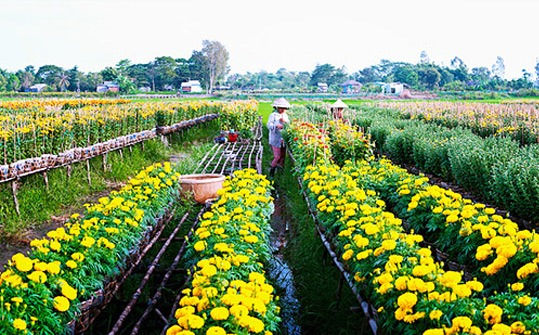 Nhà vườn trồng hoa lo lắng khi mưa trái mùa xuất hiện liên tục trong những ngày qua ảnh hưởng hoa cung ứng dịp Tết Nguyên đán.