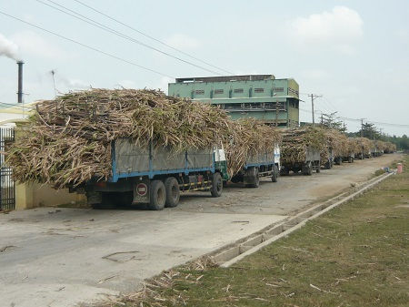 Dù Nhà máy Mía đường Trà Vinh đã hoạt động lại gần 1 tuần nay nhưng nông dân vẫn rất khó bán mía.