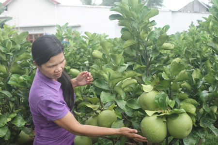 Những trái bưởi cảnh to tròn, màu sắc xanh tươi mát mắt được nhiều người ưa chuộng. Ảnh: C.T