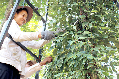 Nông dân trồng tiêu ở Đồng Nai không có lãi.