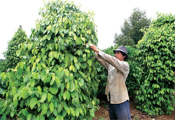 Diện tích trồng hồ tiêu tăng mạnh là nguyên nhân khiến ngành hàng này điêu đứng ở thời điểm hiện tại.