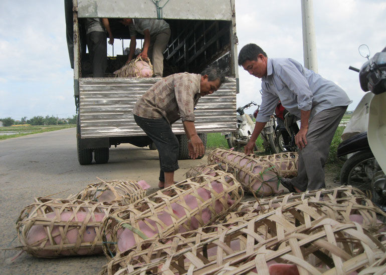 Giá heo hôm nay 31/1: Giá tiểu ngạch thấp, đầu mối mua co cụm