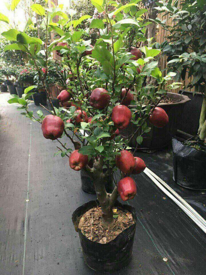 Cây táo cảnh chỉ cao dưới 1,2m, phù hợp trồng trong chậu đặt trong nhà chơi Tết.