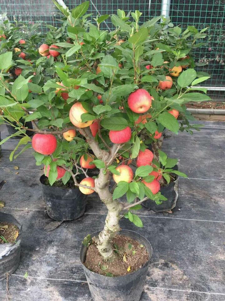 Năm nay táo bonsai được trồng nhiều ở Việt Nam, người chơi thoả sức lựa chọn.