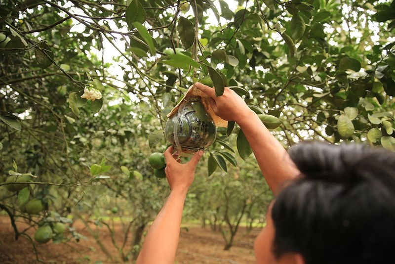 Muốn làm được bưởi khắc chữ nổi đòi hỏi nhà vườn phải có sự am hiểu, tay nghề và kỹ thuật cao.