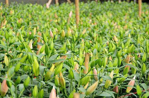 Hoa ly là một loại hoa được nhiều người chọn mua trong những ngày giáp Tết. Ảnh Trí thức trẻ