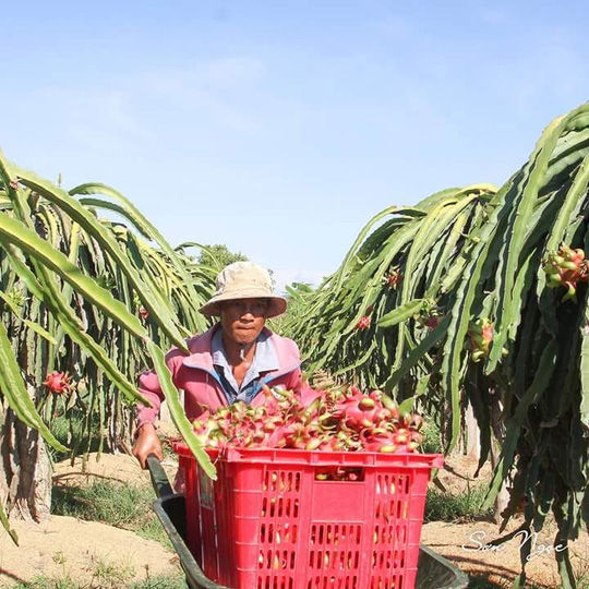 Người trồng thanh long ở Bình Thuận phấn khởi vì bán được giá dịp Tết nguyên đán này.