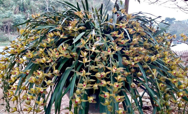 Năm nay thay bằng mua nhiều người chọn thuê chậu lan Trần Mộng về chơi.
