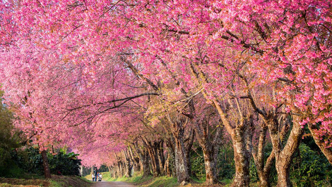 Lễ hội hoa anh đào ở Chiangmai diễn ra vào khoảng cuối tháng 1, đầu tháng 2 hàng năm. Đây là thời điểm rất nhiều khu vực phủ kín màu hồng phơn phớt đẹp như mơ, tạo nên không gian bồng bềnh tiên cảnh. 