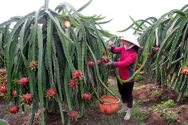 Một cái Tết đầm ấm đang đến với người trồng thanh long trái vụ.