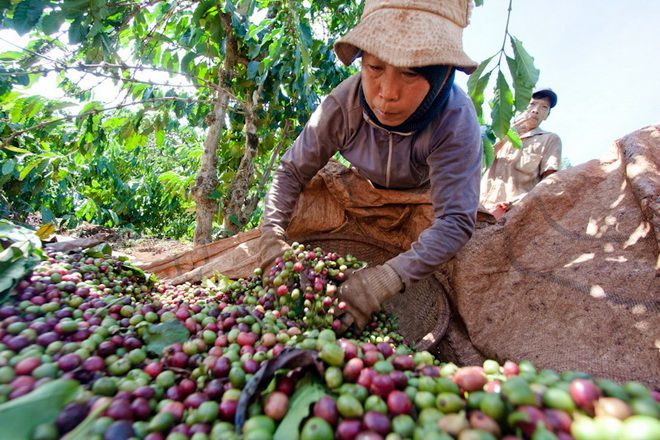 Giá cà phê hôm nay giảm nhẹ.