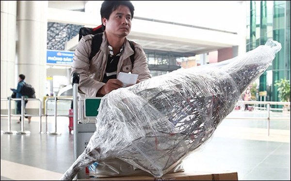 Cành đào, mai sẽ được Vietnam Airlines vận chuyển dưới dạng hành lý ký gửi.