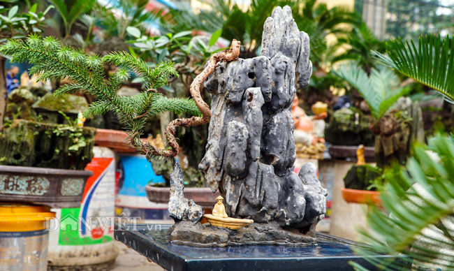 Vạn tuế mini bonsai, vừa để chưng Tết lại hưng thịnh bền