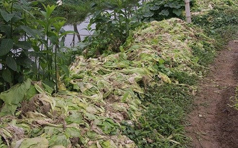Không có người mua và giá quá rẻ, nông dân trồng rau xã Hưng Đông, thành phố Vinh (Nghệ An) phải nhổ bỏ hàng tấn rau để làm vụ mới. (Ảnh: Báo Nghệ An).