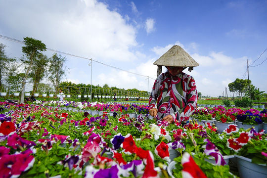 Mưa trái mùa giảm tại Nam Bộ khiến nhà vườn đỡ lo lắng cho đợt hoa phục vụ Tết Nguyên đán.